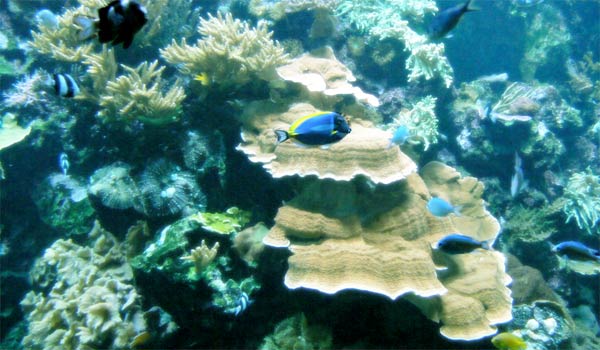 Best aquarium and fish live wallpapers