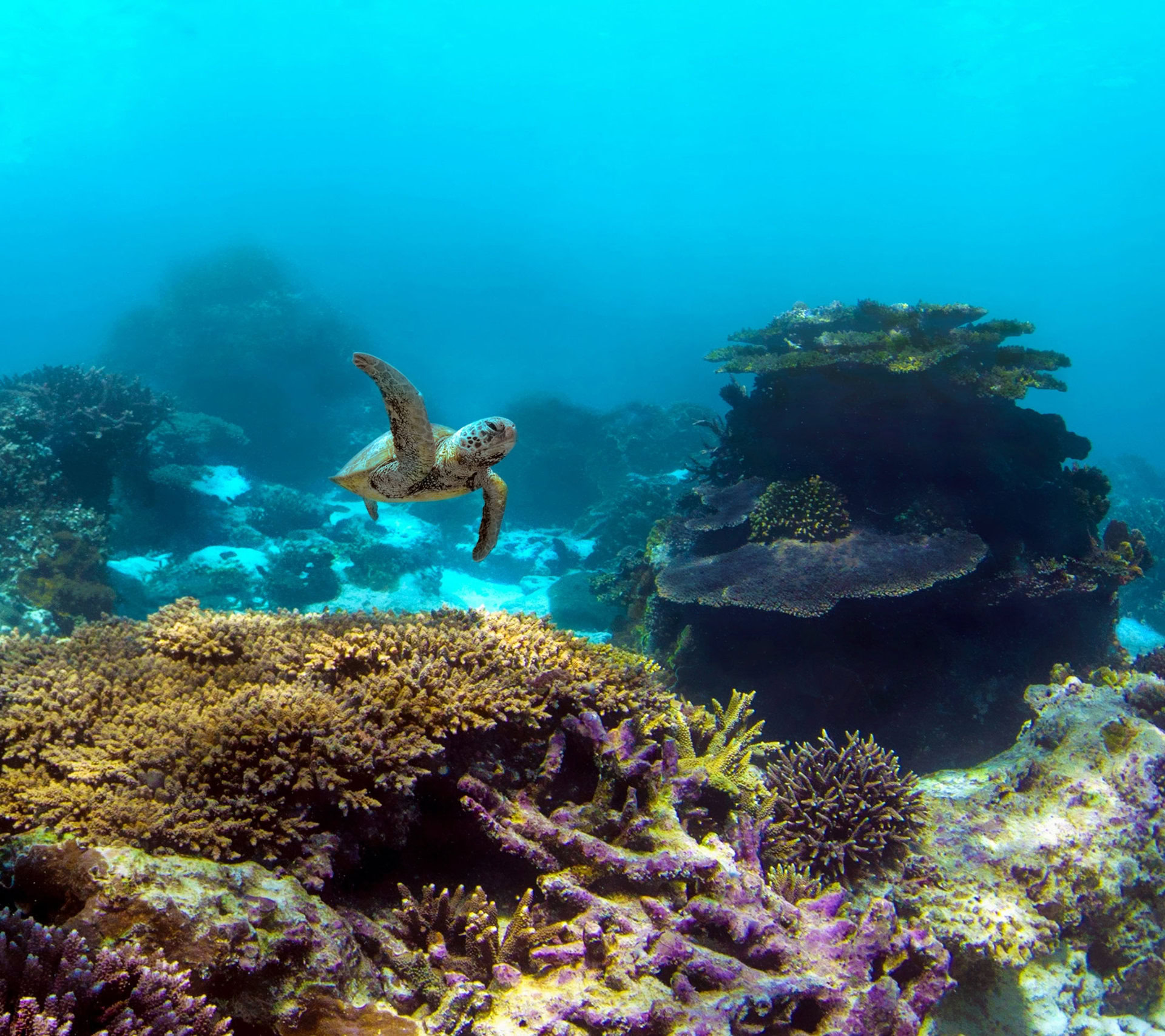 Coral-Reefs-33.jpg