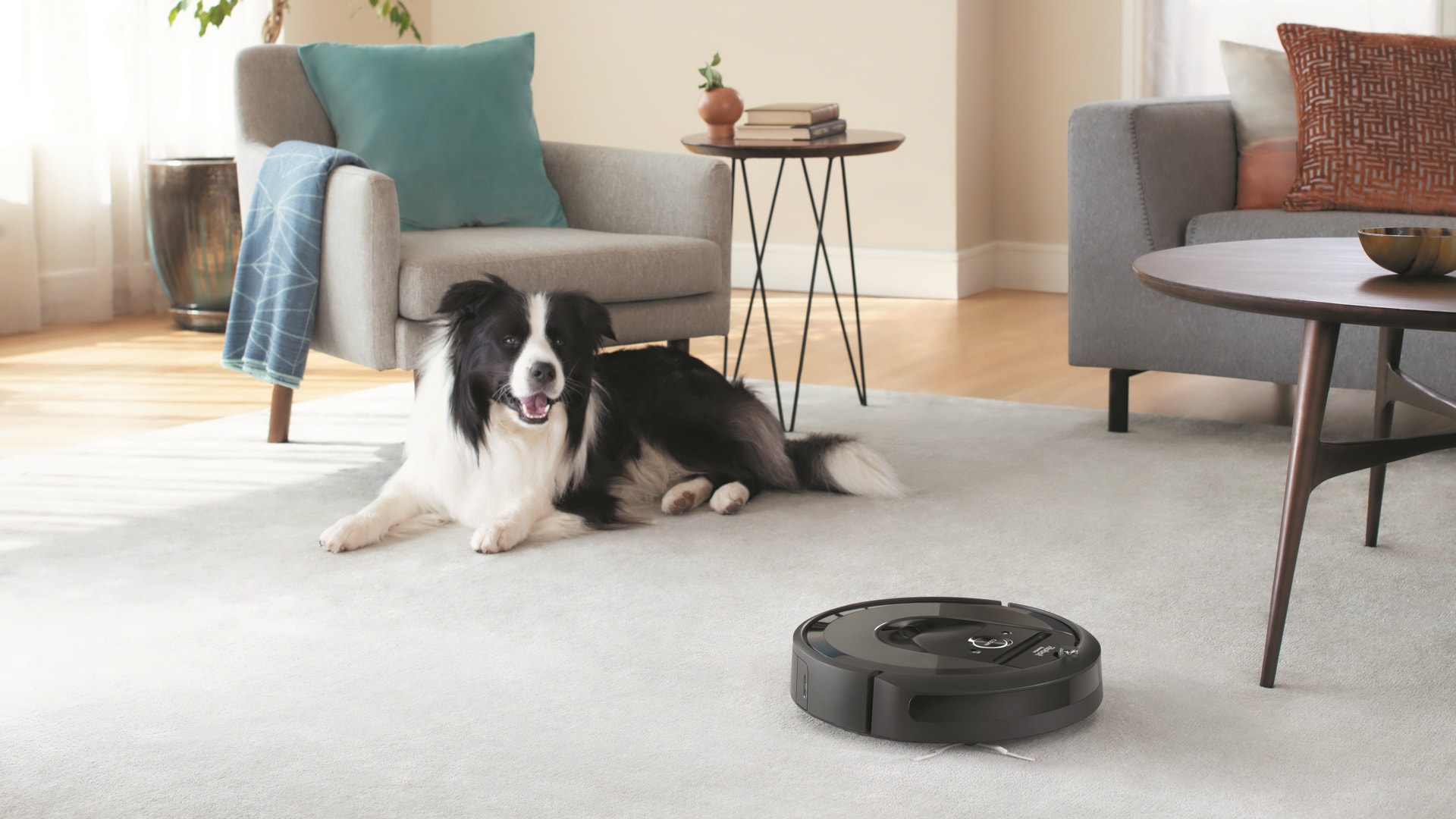 iRobot Roomba Vacuum Dog in Livingroom