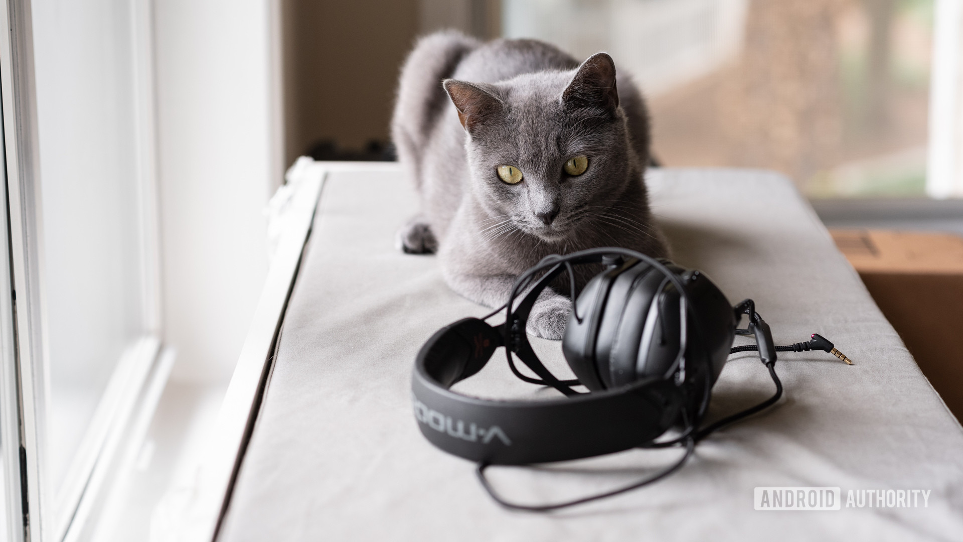 Un chat regarde une paire d'écouteurs V-Moda.