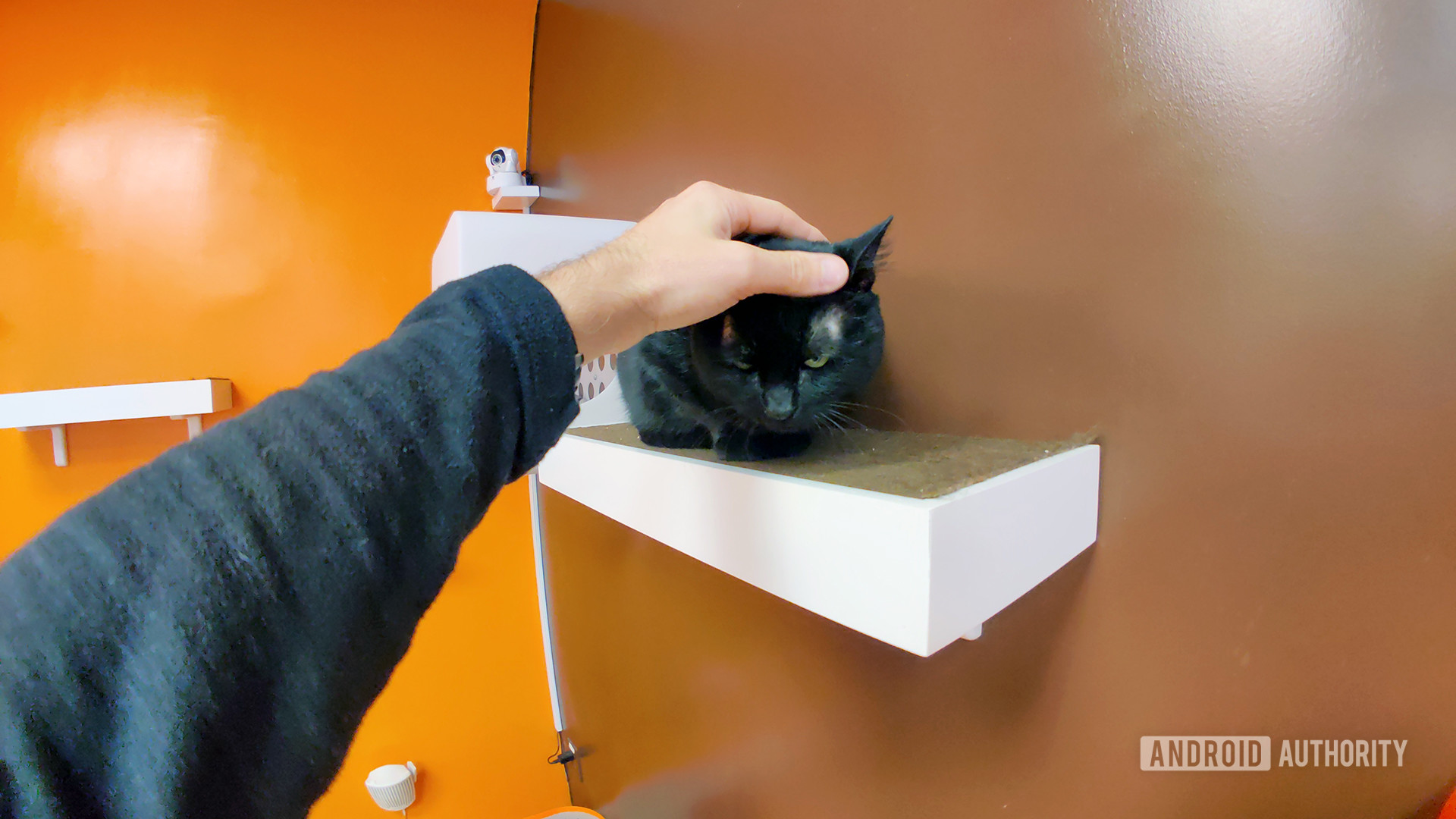 Petting Black Cat With Moment Fisheye Lens