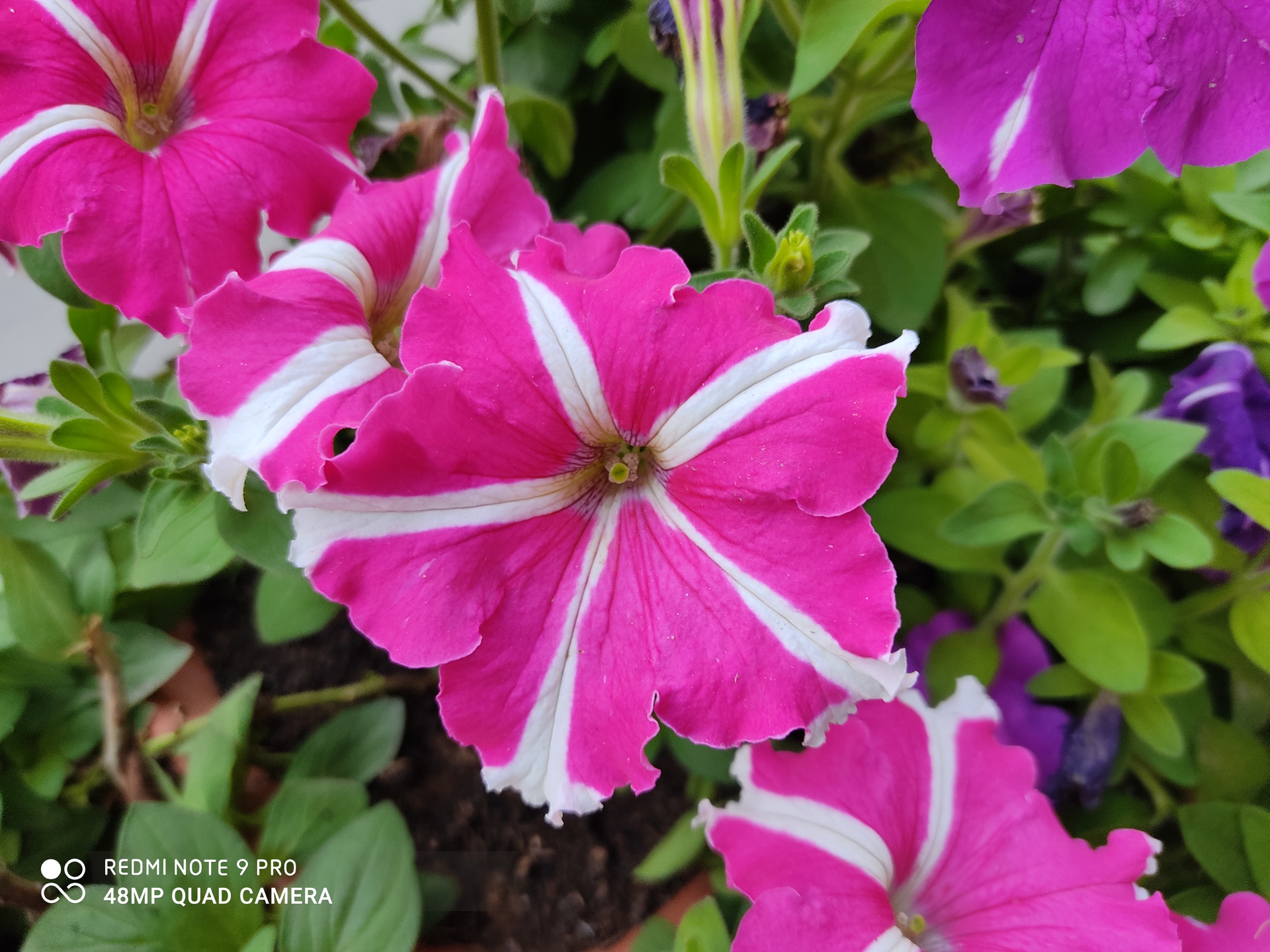 Redmi Note 9 Pro Camera Samples outdoor primary camera close up of flower