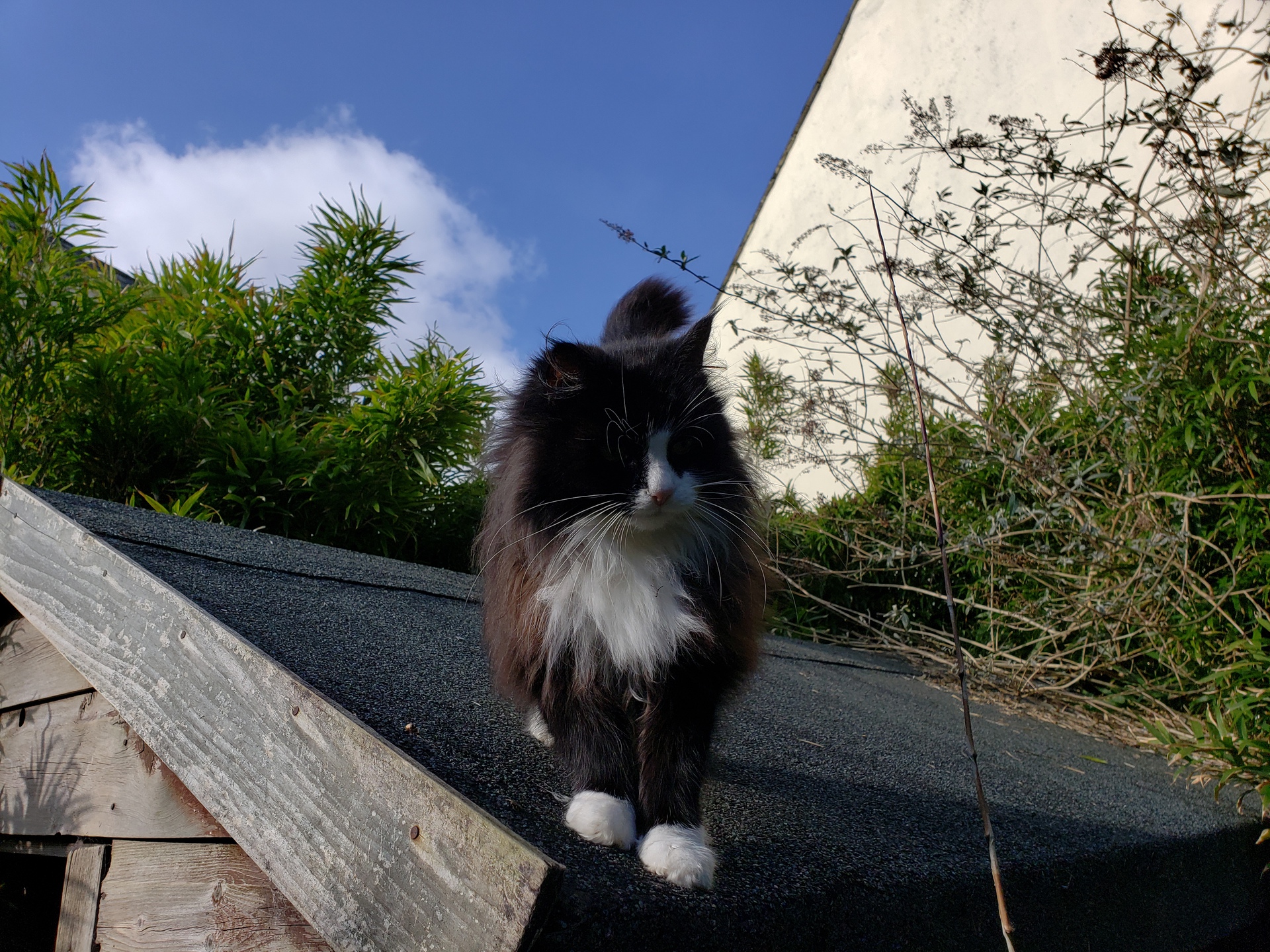 S9 Plus Photo Test Sharpness test of a cat on a shed