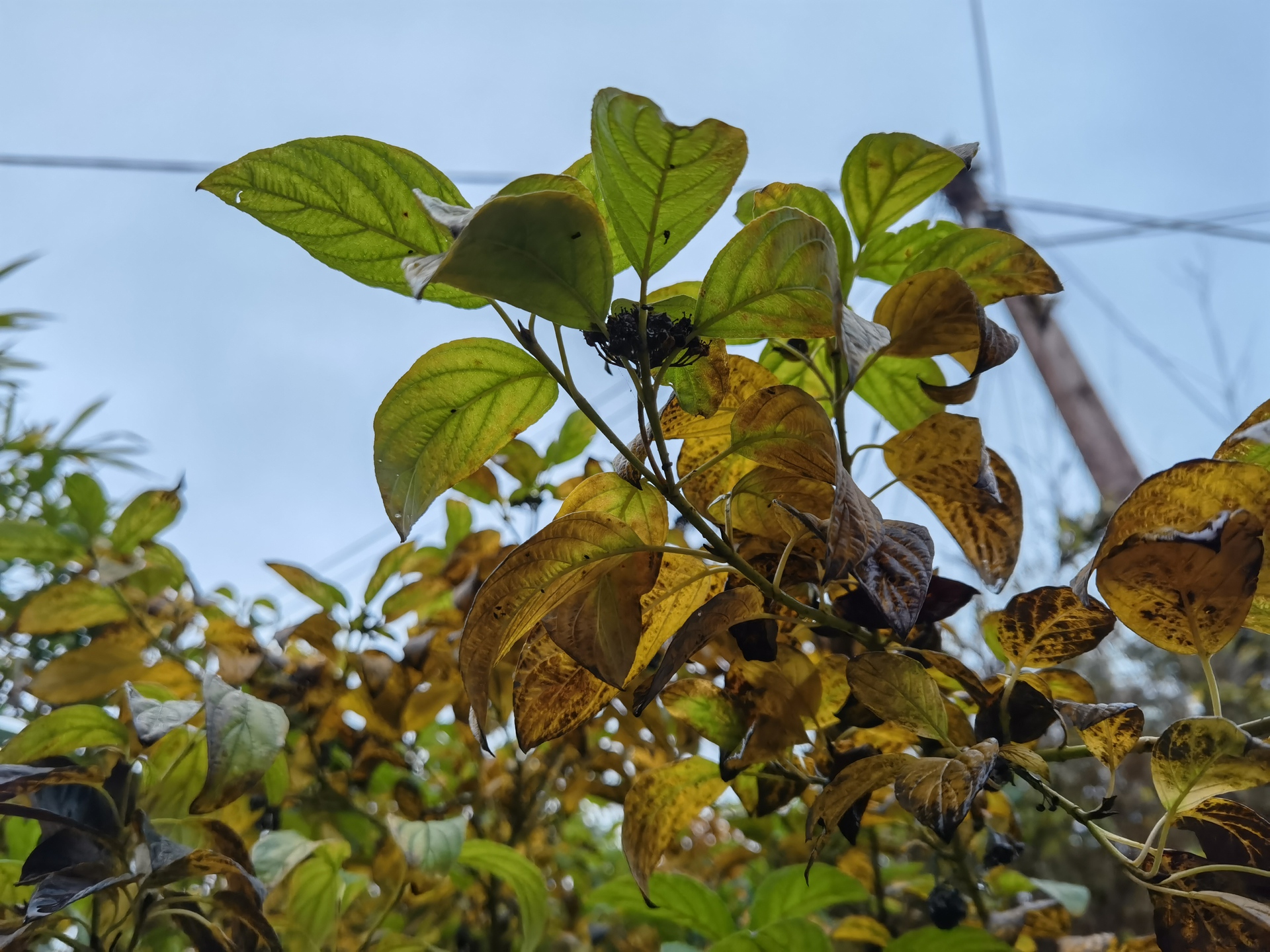 Huawei Mate 40 Pro photo sample of some leaves