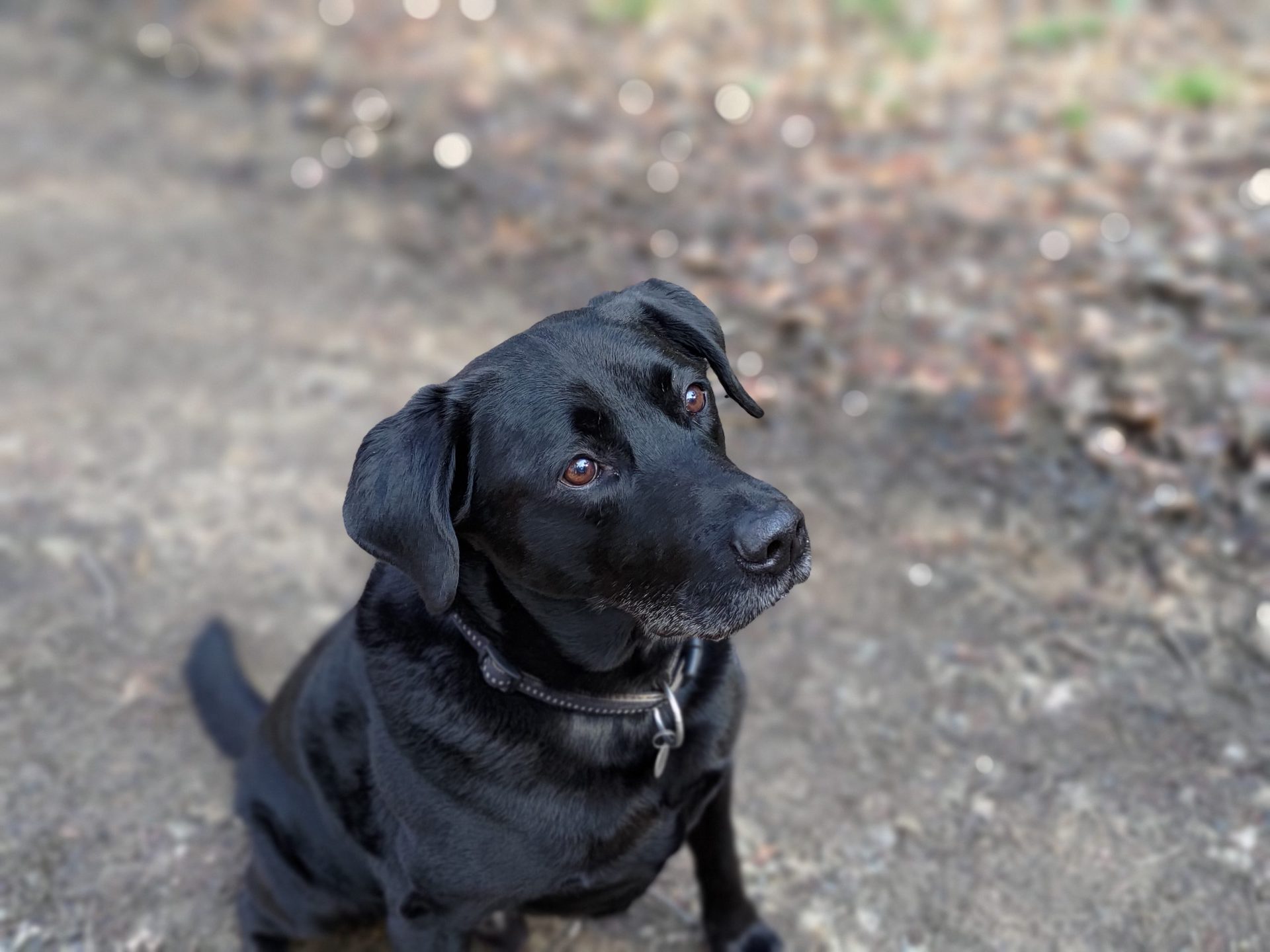 ROG Phone 5 portrait camera sample of a happy dog