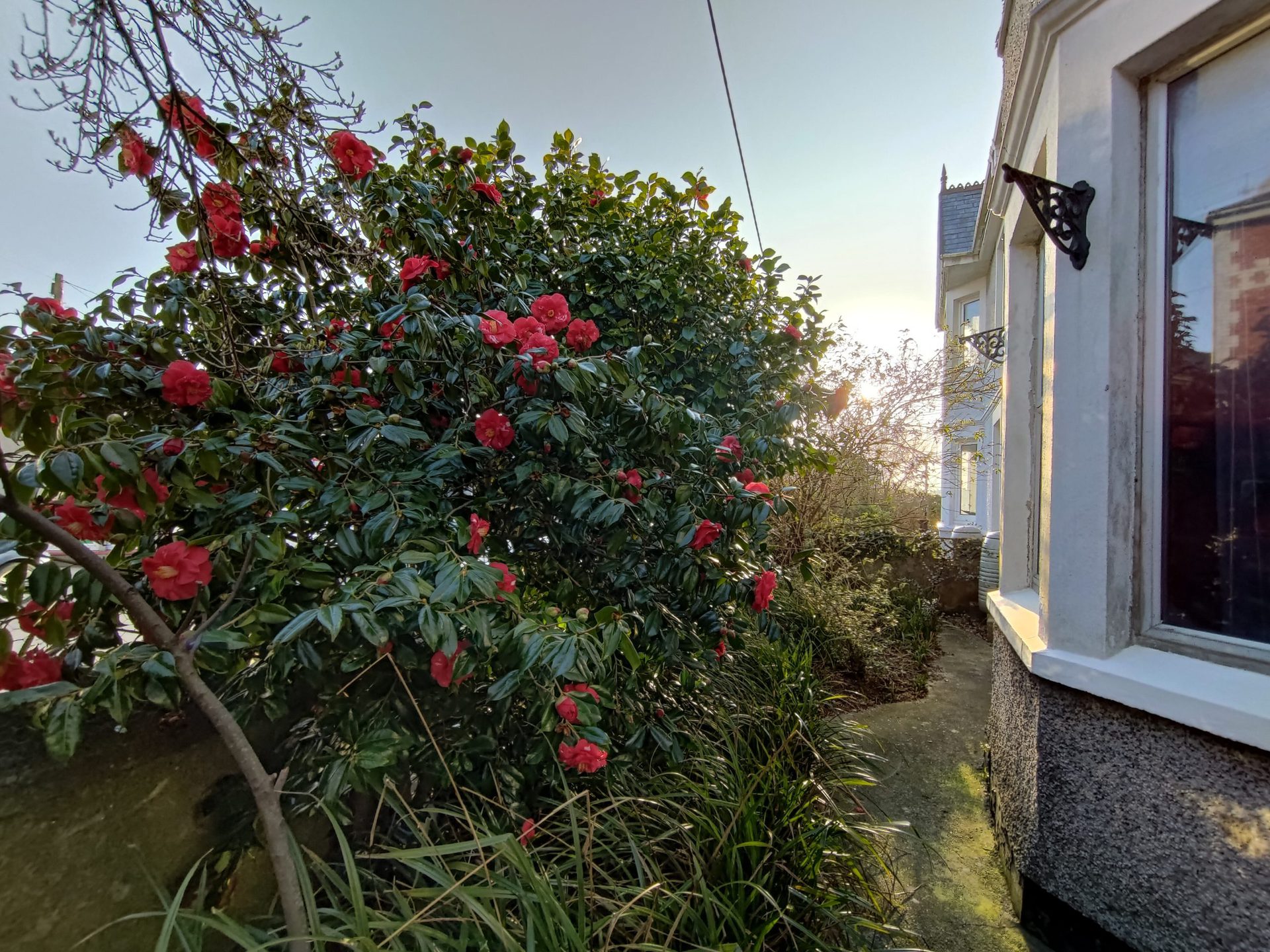 ROG Phone 5 ultra wide camera sample of a flowery bush