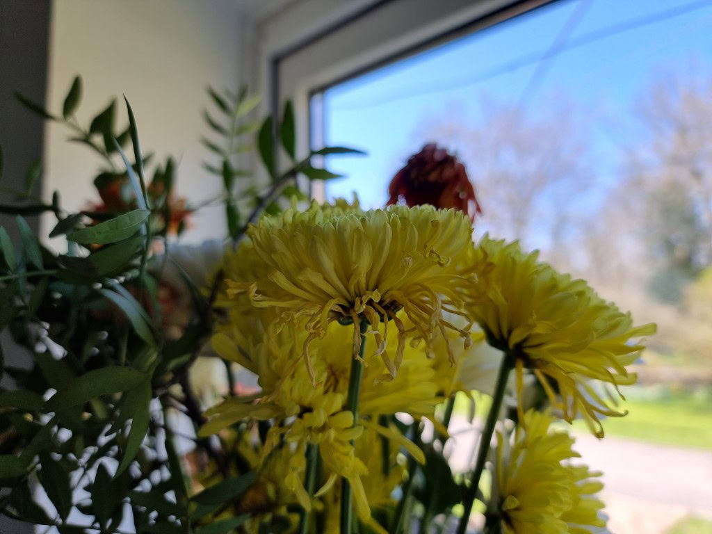 Samsung Galaxy S21 Ultra camera HDR shot of yellow flowers