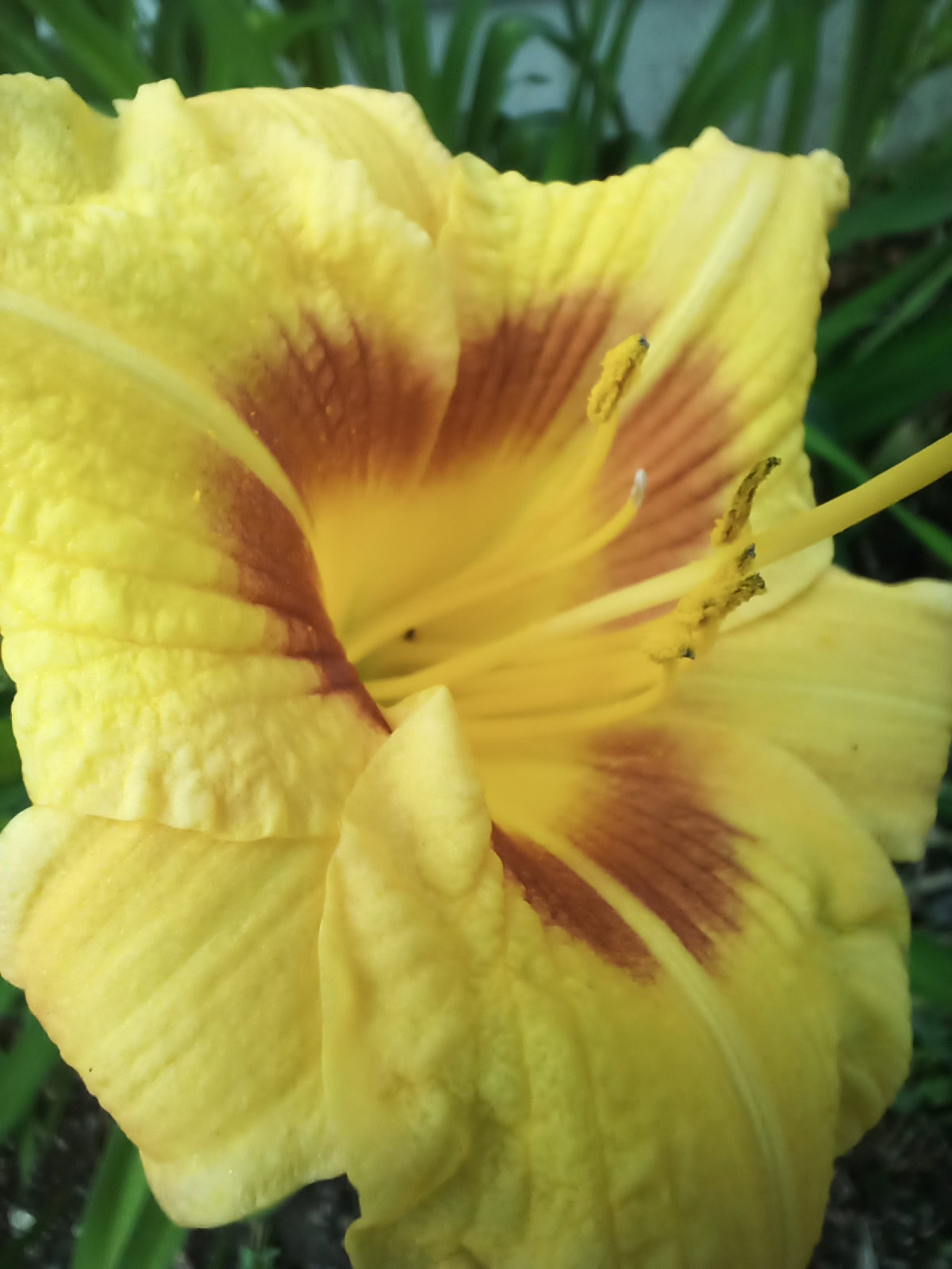 Doogee S96 Pro Camera Samples macro shot of a yellow flower.