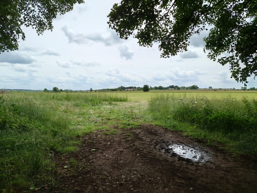 Sony Xperia 1 III camera 24mm shot of a field with trees