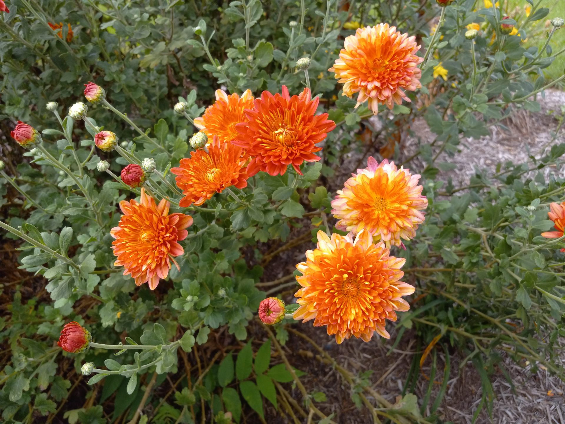 A close up image of orange flowers taken with the Samsung Galaxy A12
