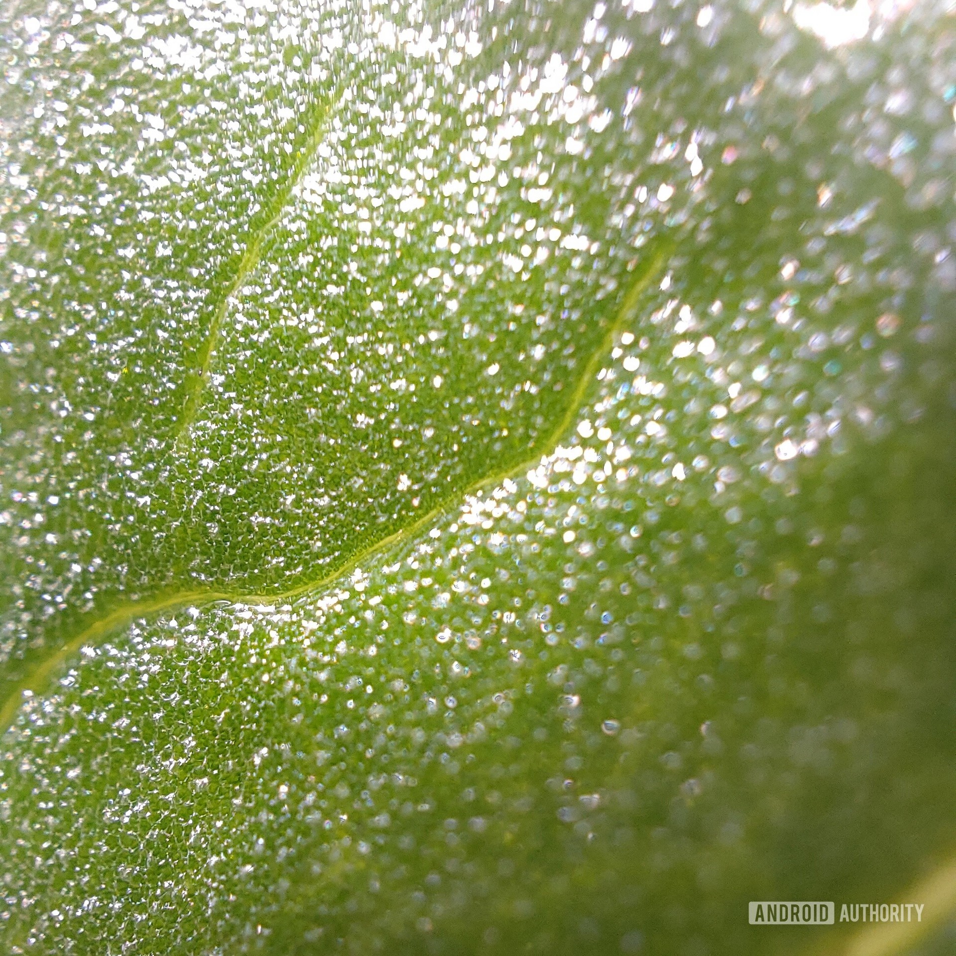 A close-up shot of a leaf.