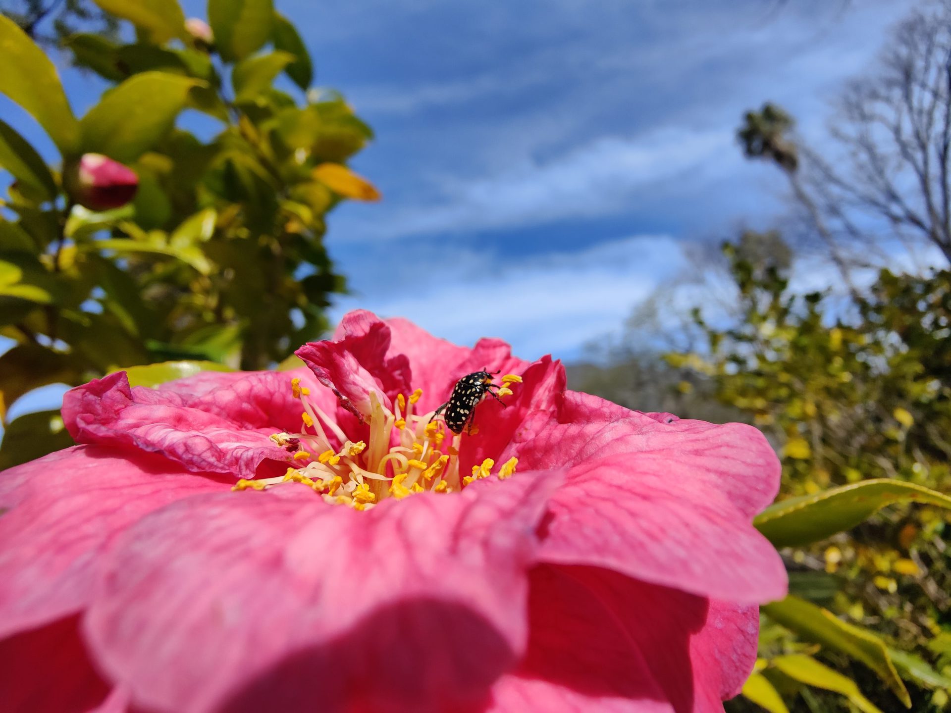 An ultra-wide macro shot taken with the Find X3 Pro.