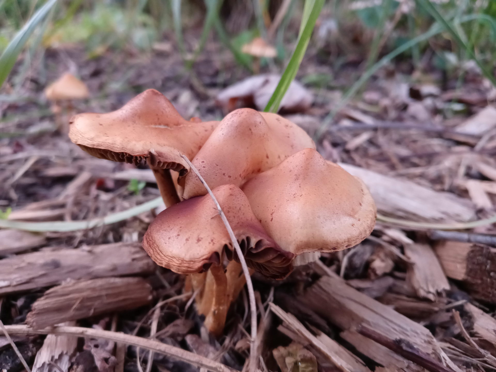 LG Stylo 6 mushrooms