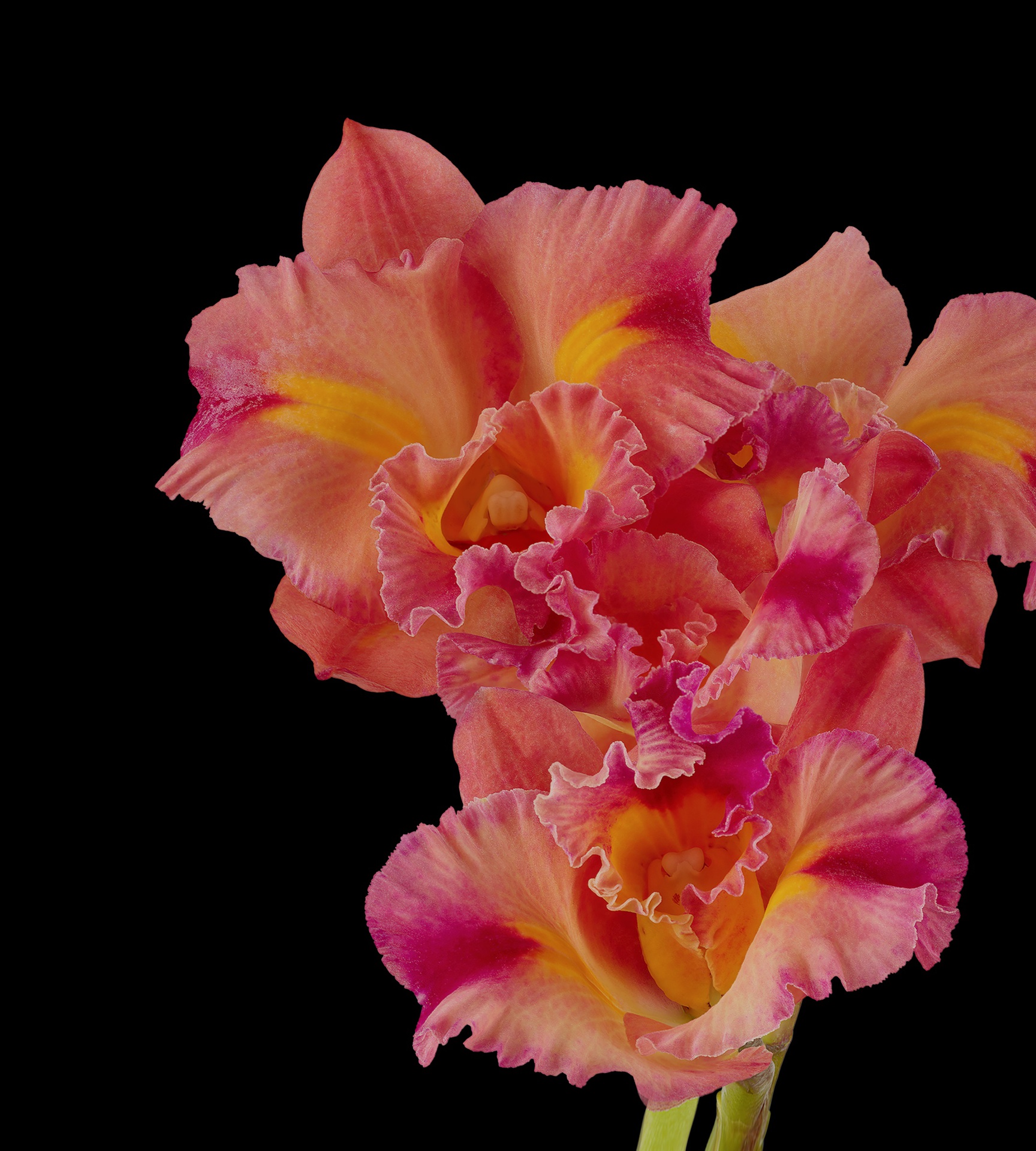 Pixel 6 Pro Wallpaper Cattleya Orchid dark by Andrew Zuckerman