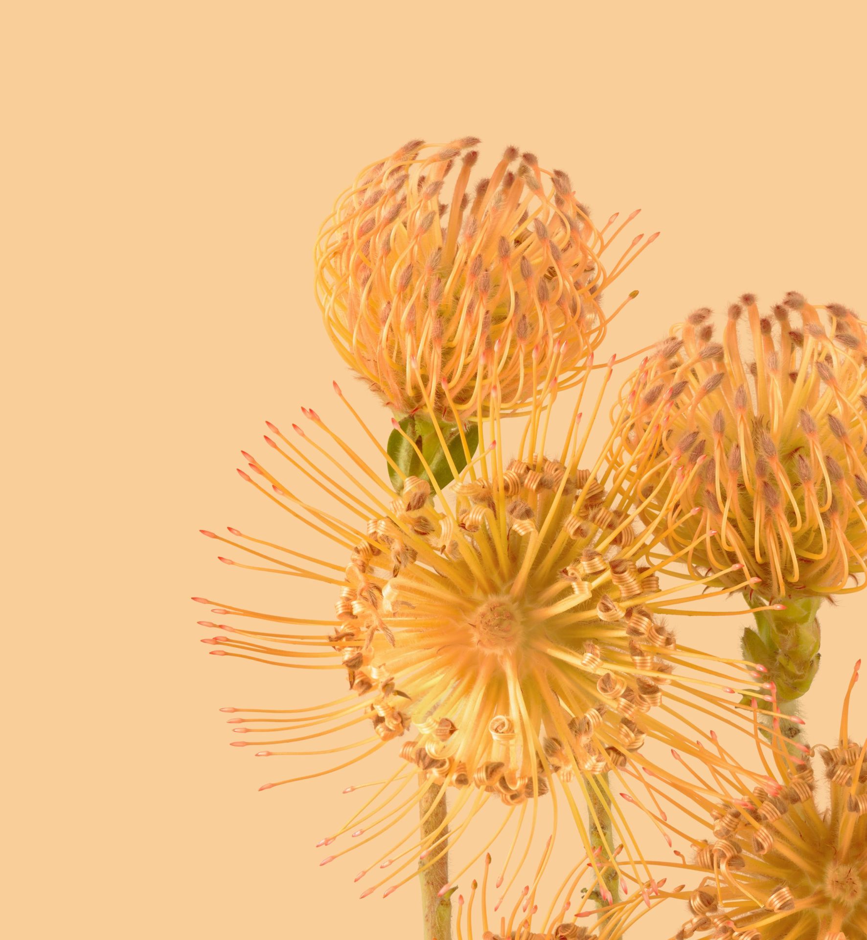 Pixel 6 Pro Wallpaper Pincushion Protea light by Andrew Zuckerman