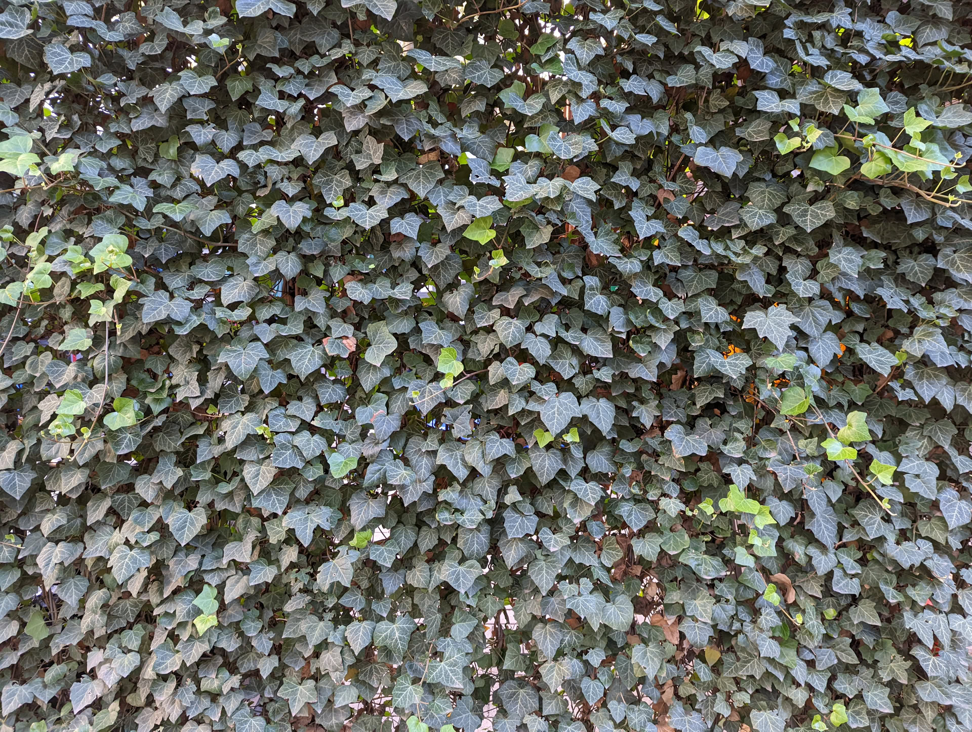 Google Pixel 6 Pro camera sample green leaves