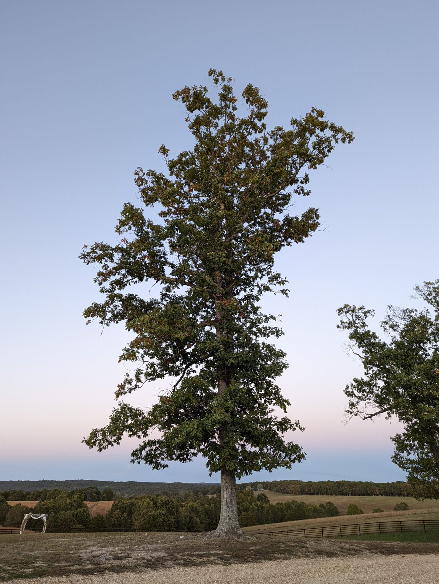 An image of a tree taken with the Google Pixel 6 camera