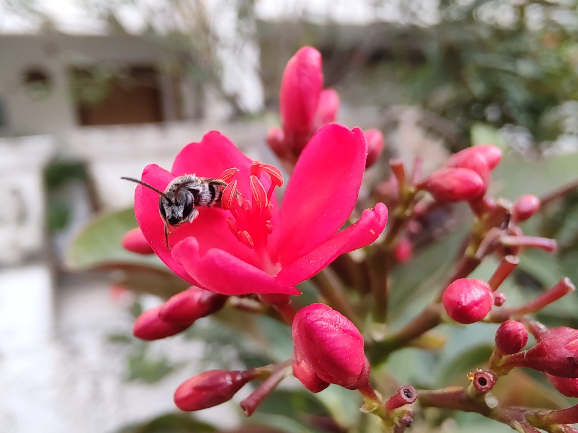 Moto Edge 20 pro macro camera shot of a pink flower with a bee in it