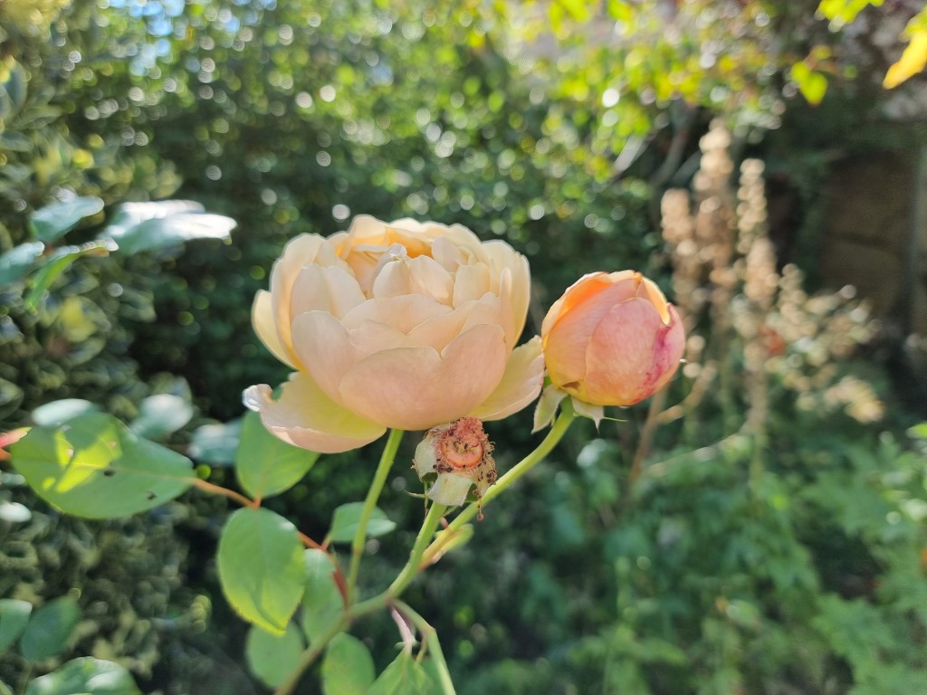 Samsung Galaxy S21 Ultra camera sample peach rose color