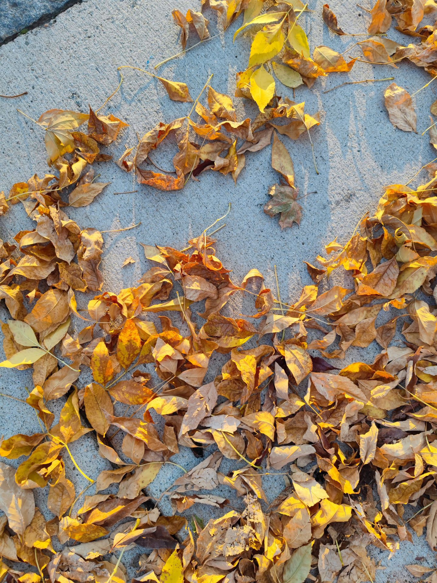 A pile of brown and yellow leaves shot on Mi 11 Ultra