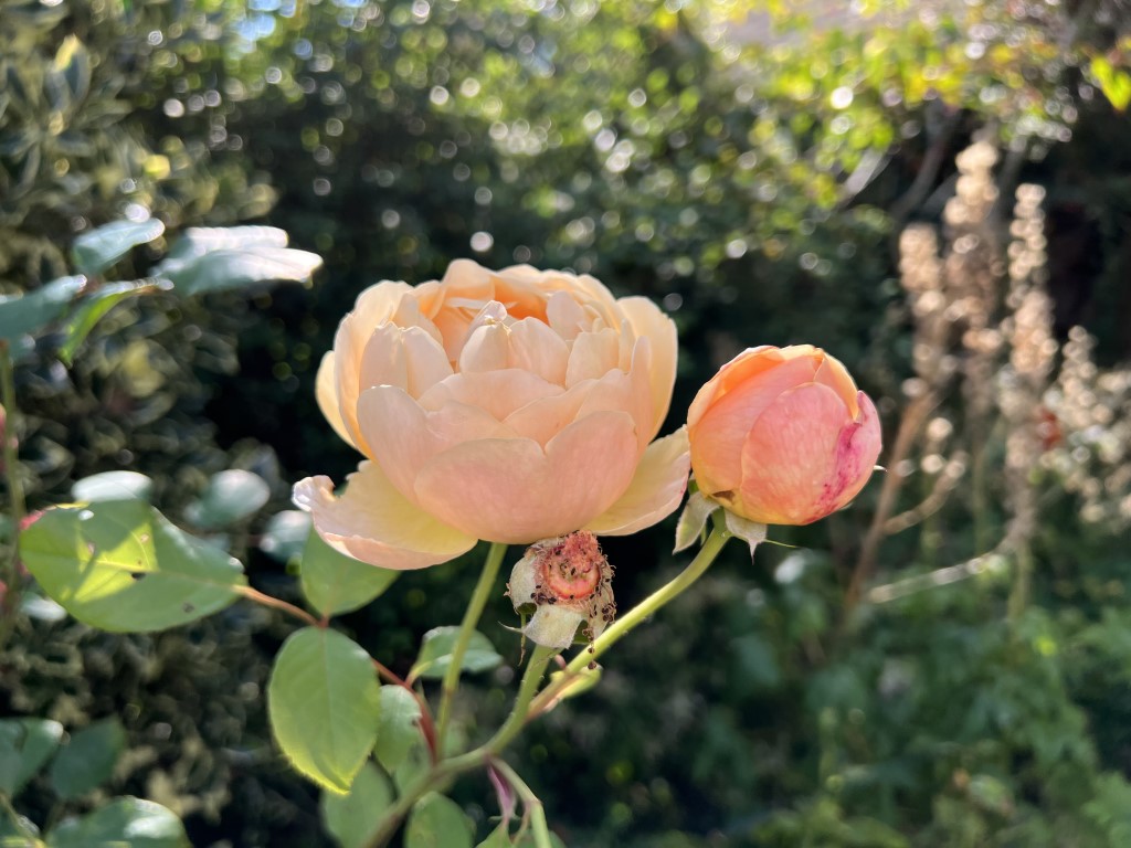 iPhone 13 Pro Max camera sample peach rose color