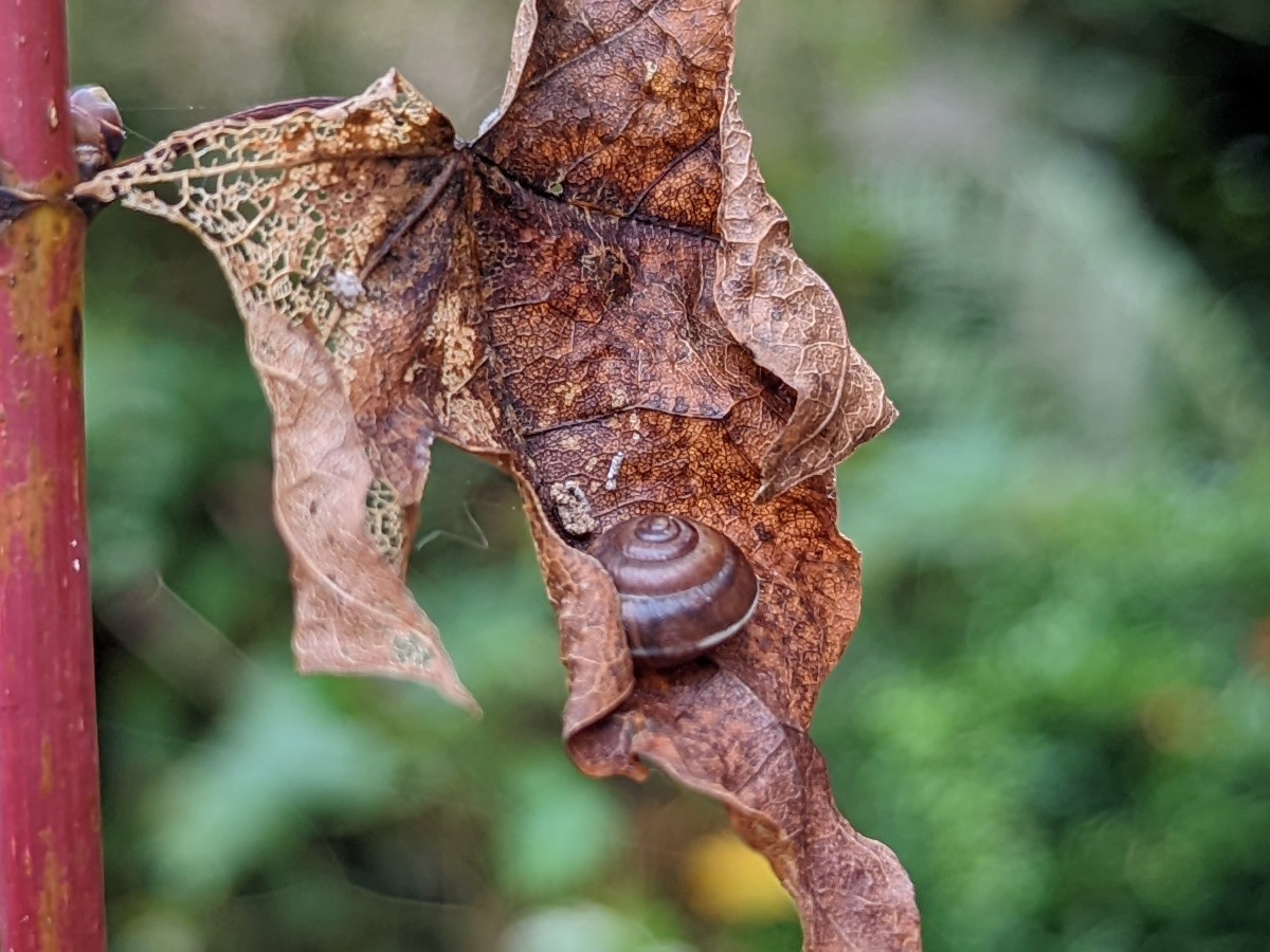 Camera sample detail crop google pixel 6 pro of a snail on a dried up leaf