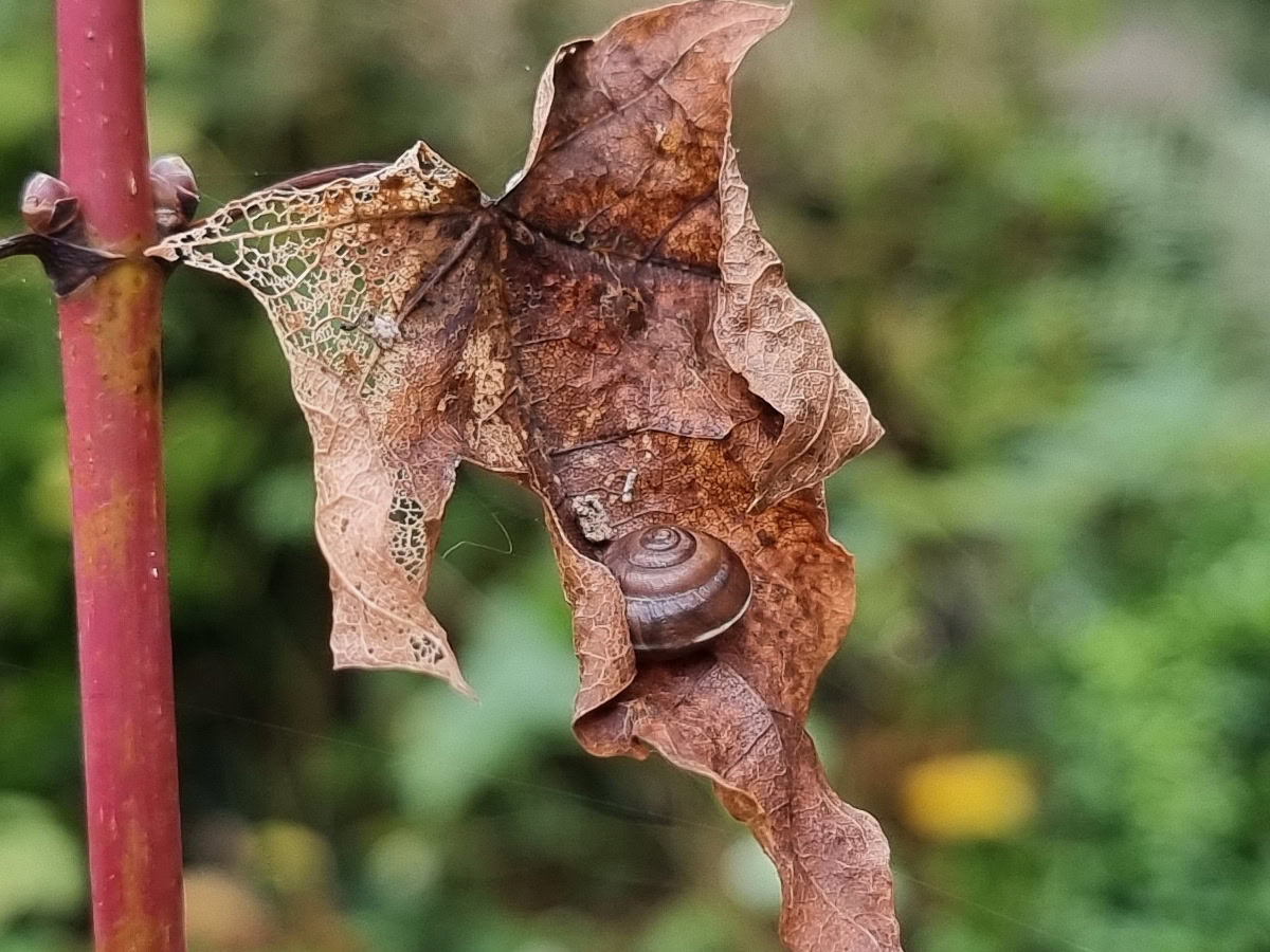 Camera Sample Detail Crop Samsung Galaxy S21 Ultra of a snail on a dried up leaf.