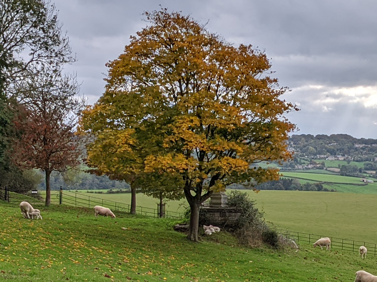 100% crop of an orange-leaved tree in a green field with sheep shot on the google pixel 5