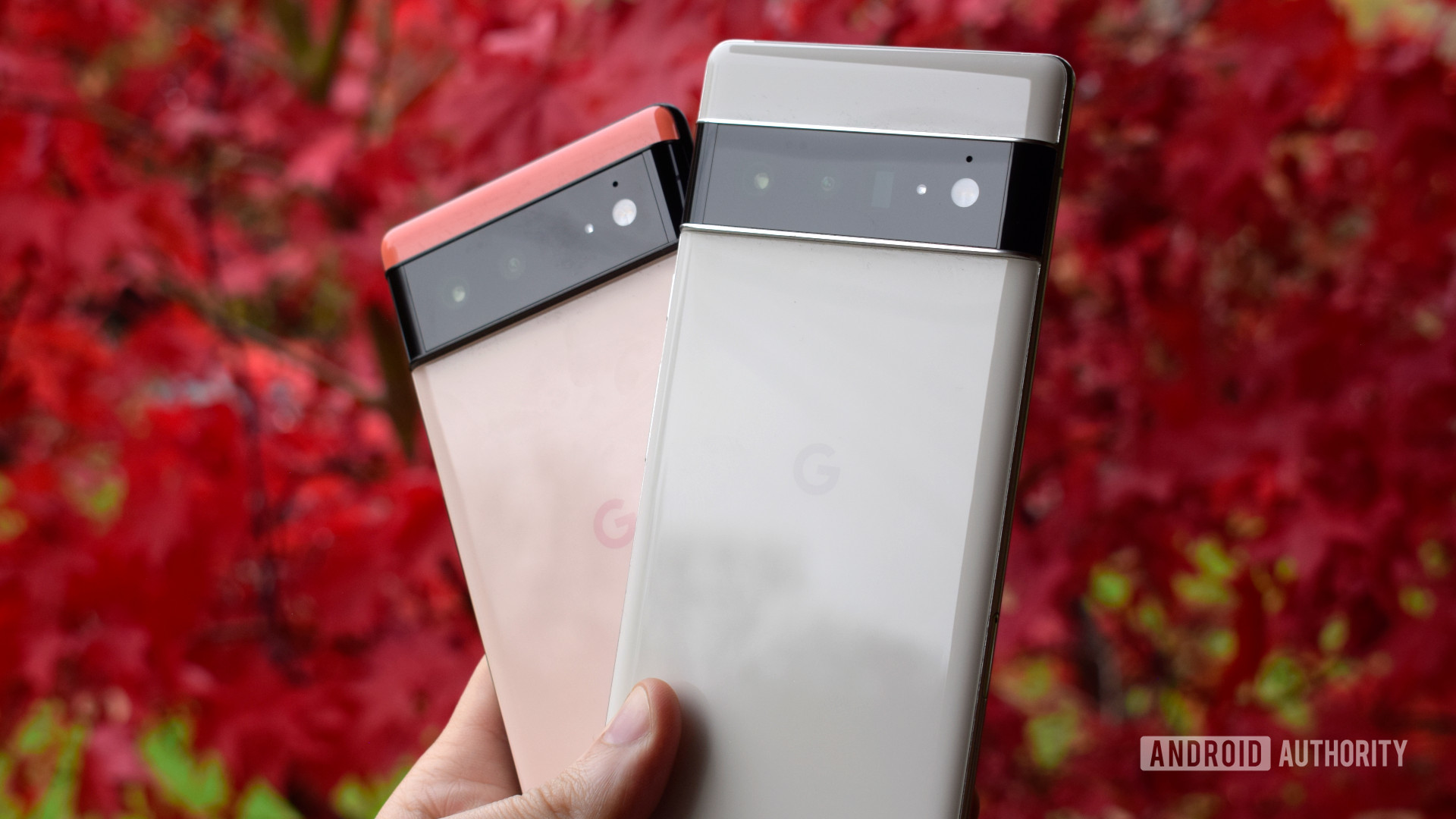 Google Pixel 6 et Pixel 6 Pro sur fond de feuille rouge