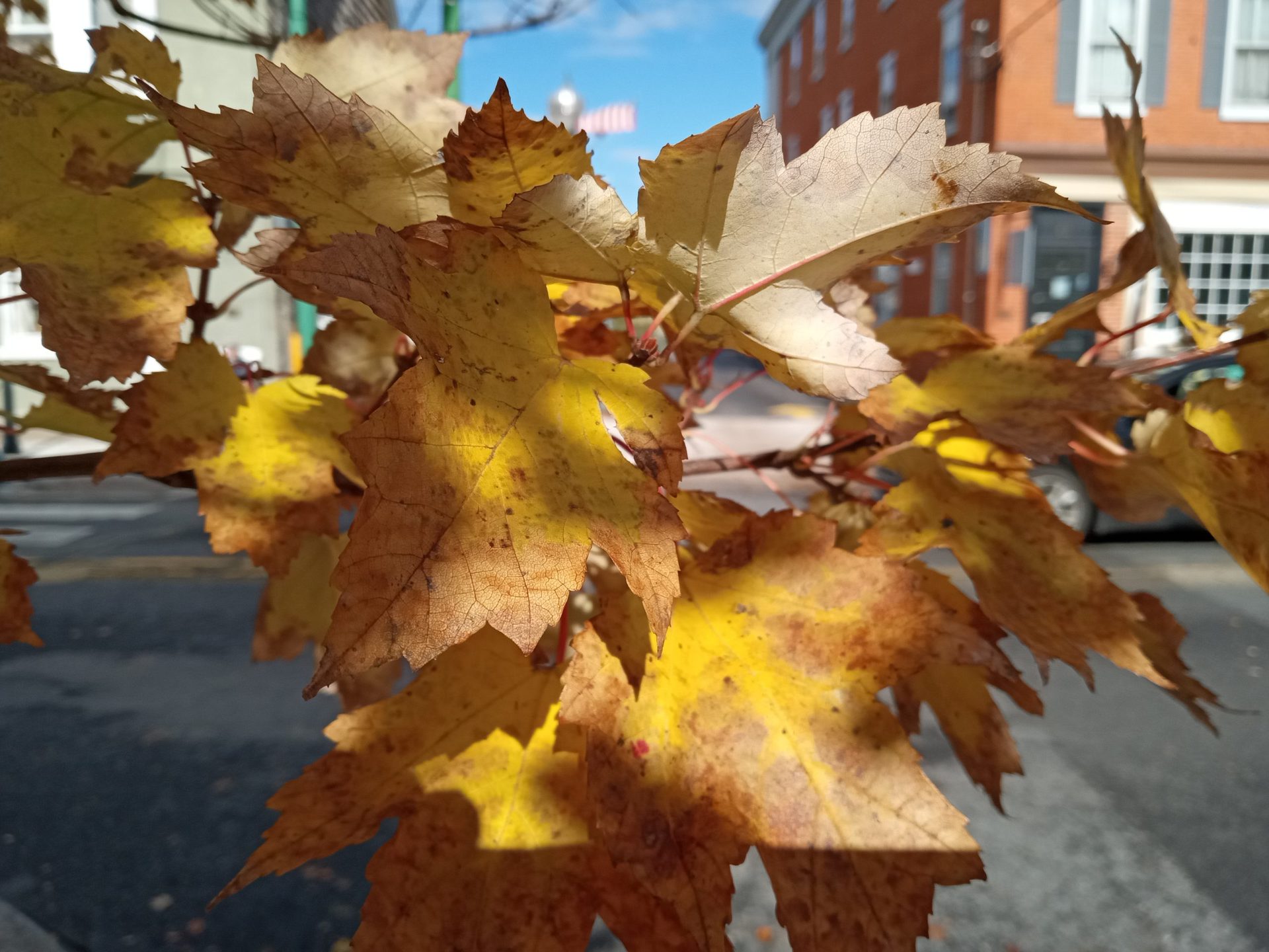 moto g pure feuilles d'automne fermer