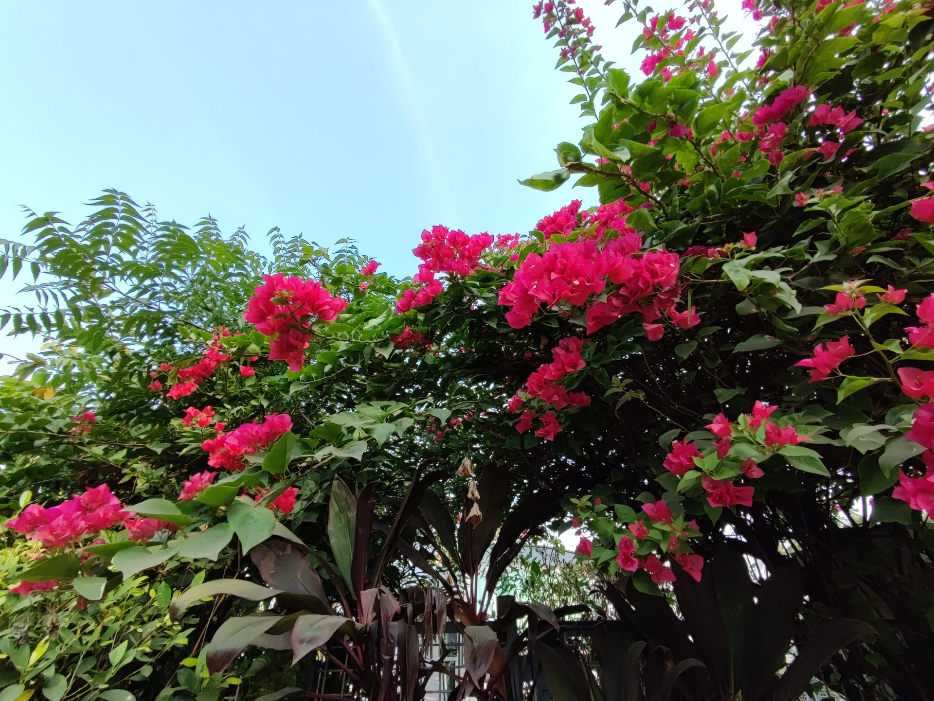 Ultra-wide camera sample showcasing flowers and leaves against a blue sky