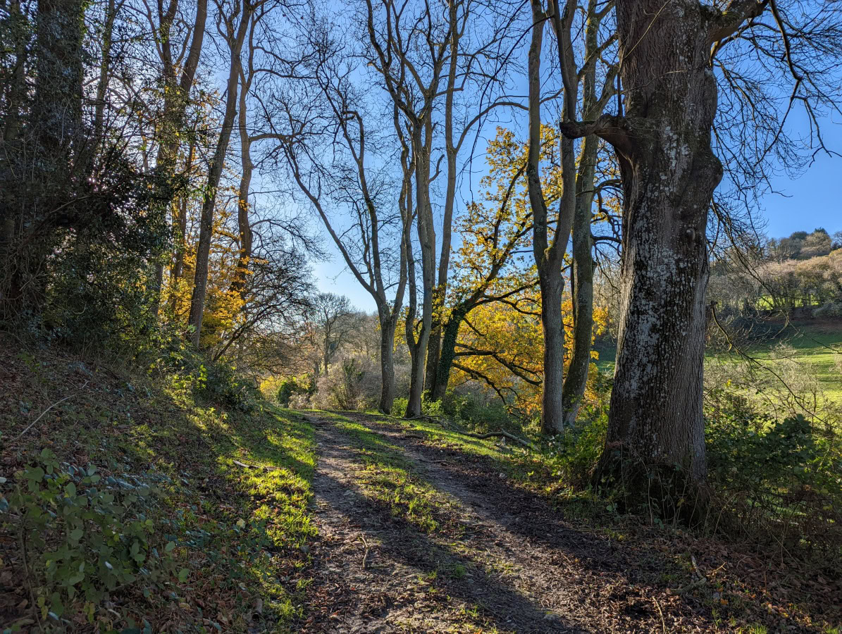 Woodland path with autumn trees and blue sky shot on Google Pixel 6 Pro