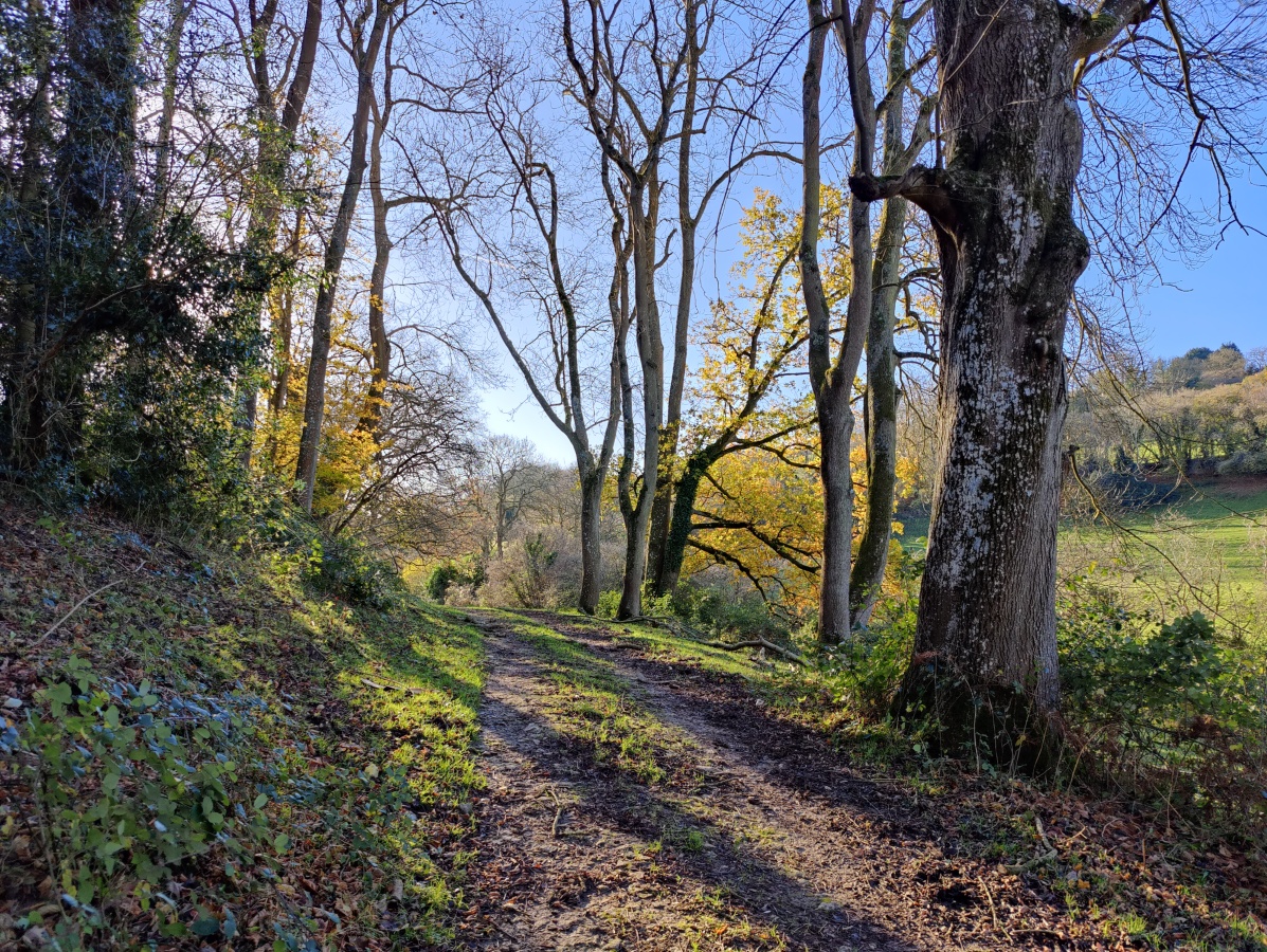 Woodland path with autumn trees and blue sky shot on OnePlus 9 Pro
