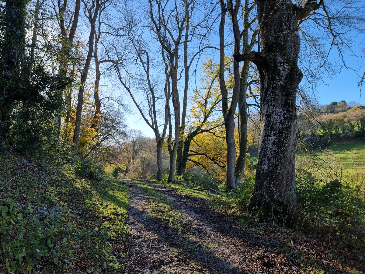 Woodland path with autumn trees and blue sky shot on Samsung Galaxy S21 Ultra