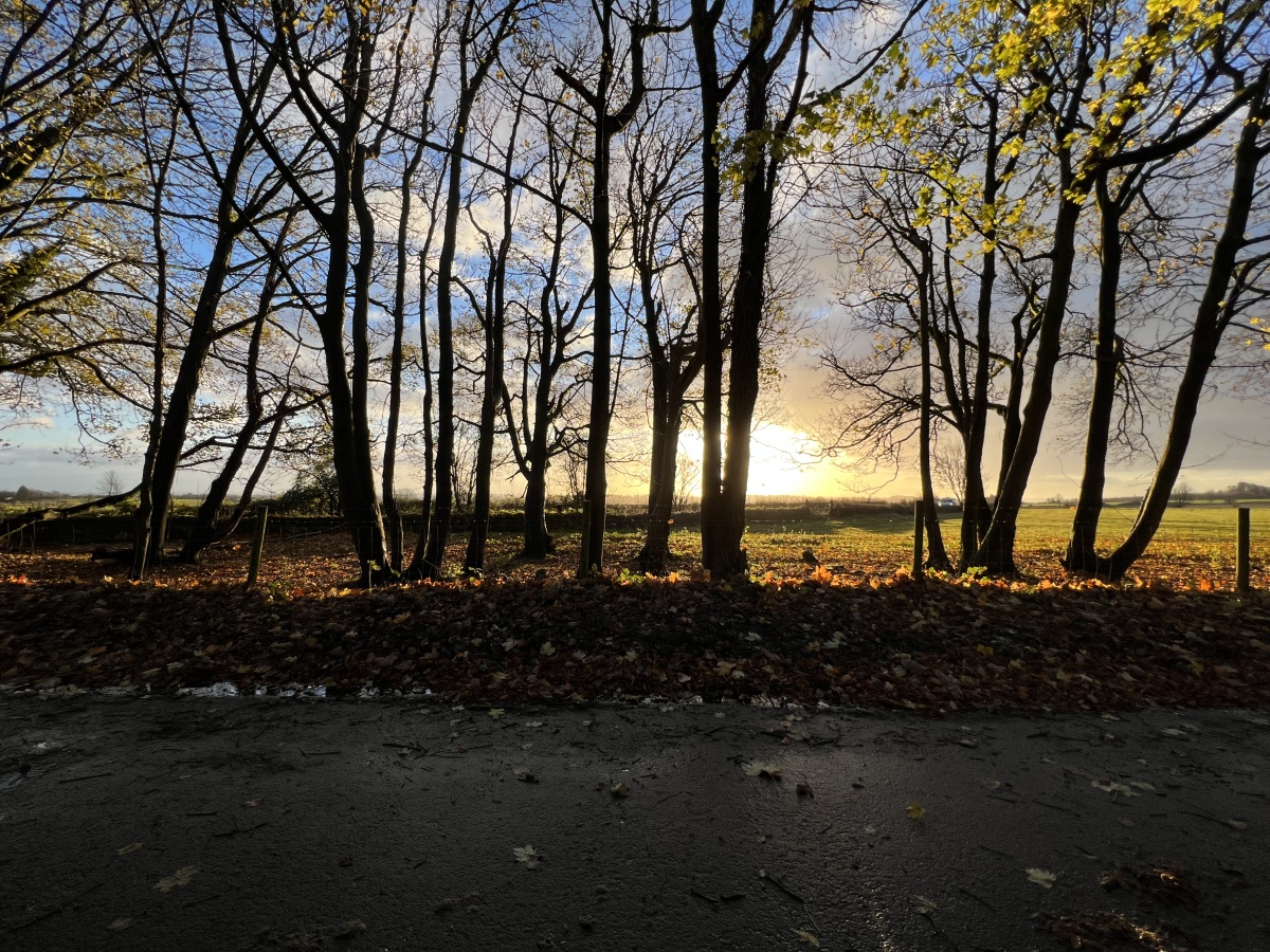 Wide-angle sunrise behind tall trees shot on Apple iPhone 13 Pro Max