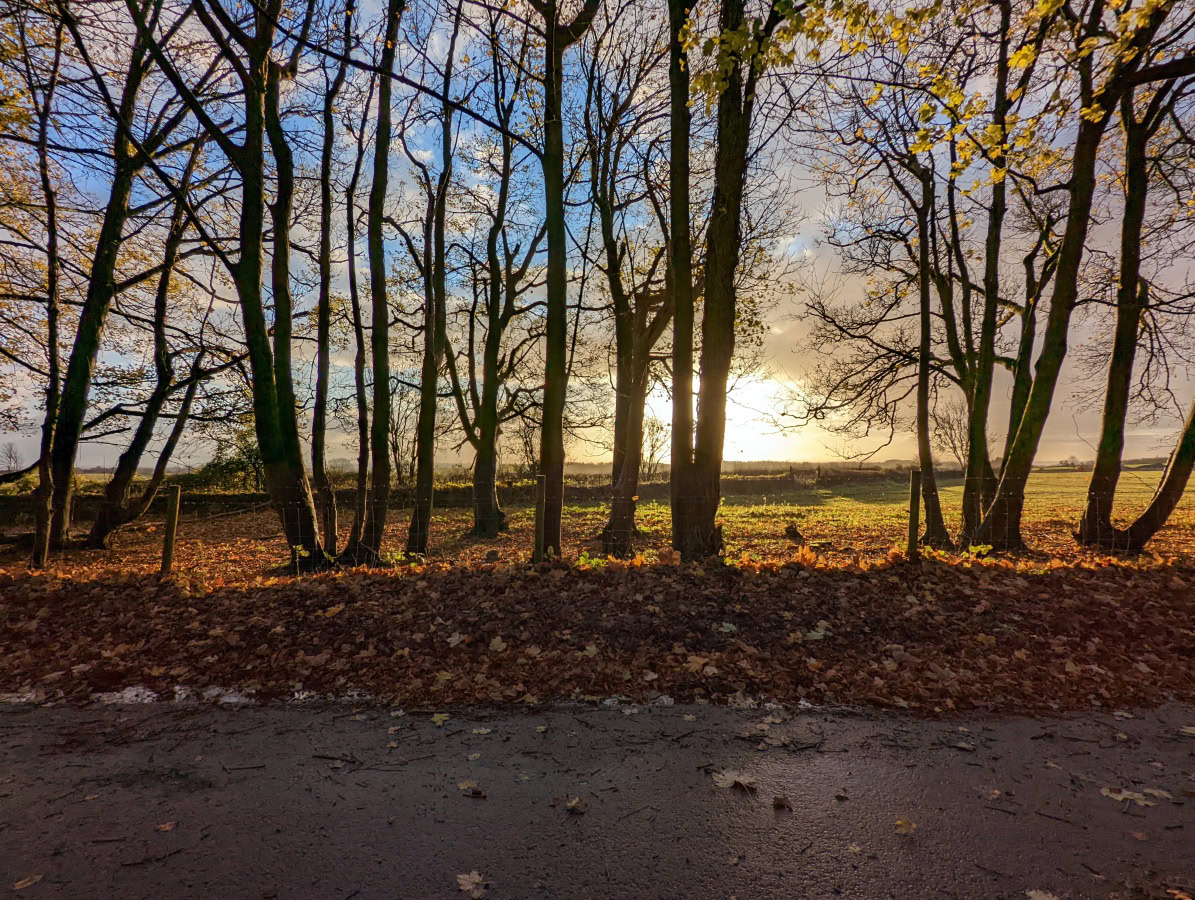 Wide-angle sunrise behind tall trees shot on Google Pixel 6 Pro