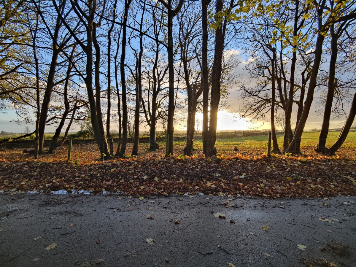 Wide-angle sunrise behind tall trees shot on OnePlus 9 Pro